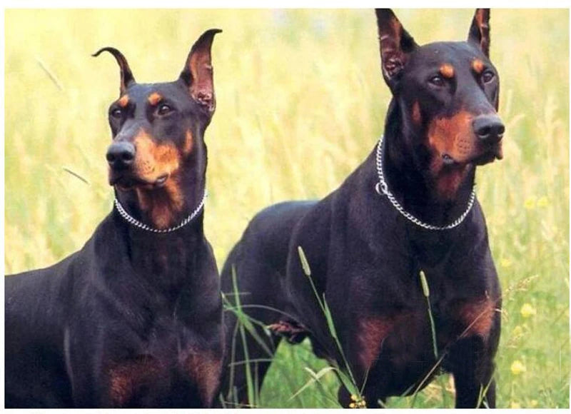 Dog Chain Collar Stainless Steel Dogs Slip Collars